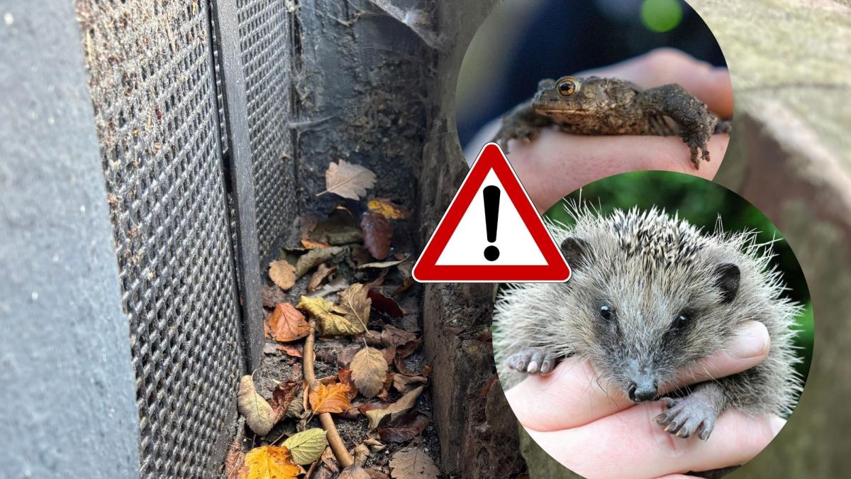 Danger from unsecured shafts for hedgehogs, birds or frogs
