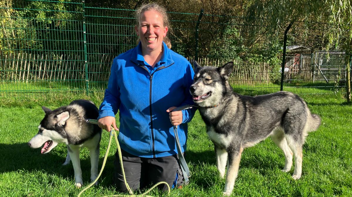 This is how the A7 huskies live at the Schleswig animal shelter