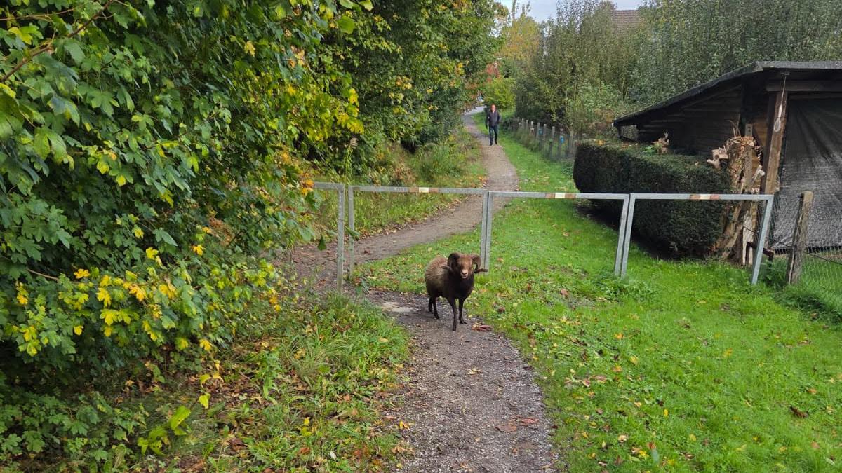 Schafbock entflohen: Polizei stoppt Tier am Bahnhof Sutthausen