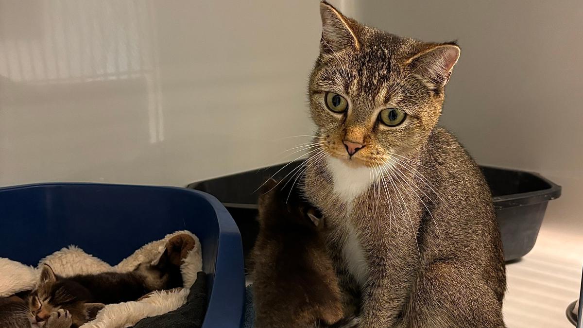 Cat narrowly escapes deadly trap - | and is paralyzed