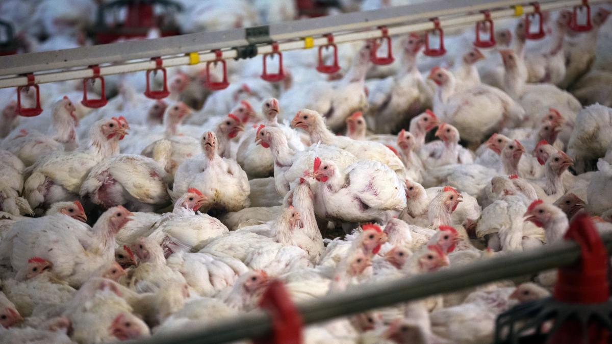 Chicken farming: Animal welfare complaint - | District sees no violations