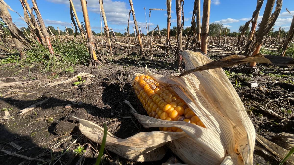 Harvest report 2026 in the Pinneberg district: What are the yields?