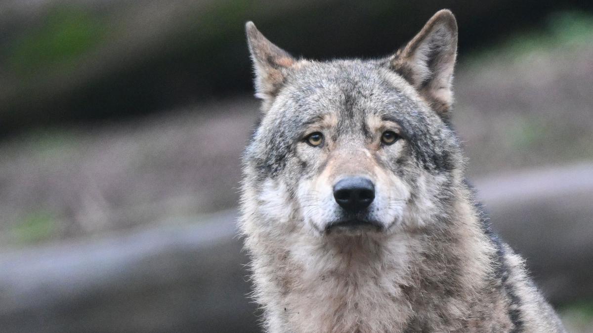Wolf in the Pinneberg district: Animals have now been sighted here