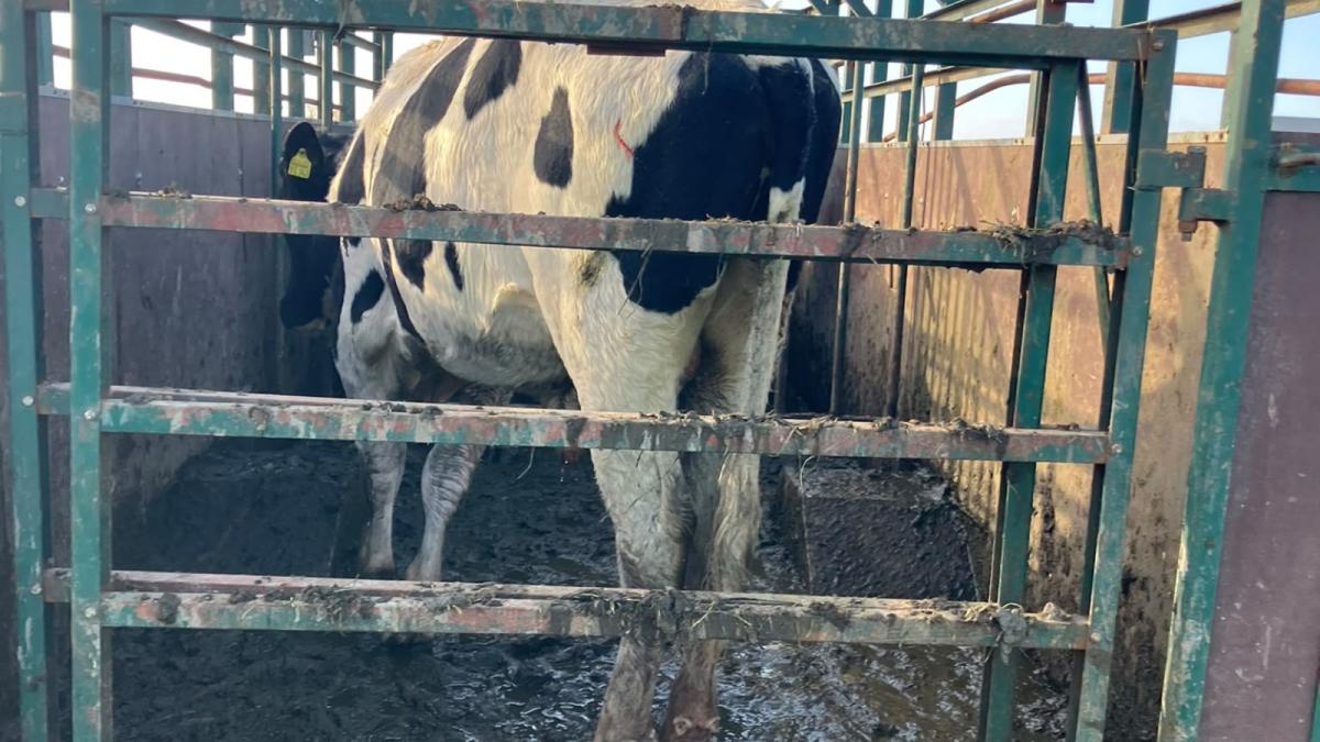 Dagebüll: 500-Kilo-Bulle nach Großeinsatz aus Schlamm gerettet